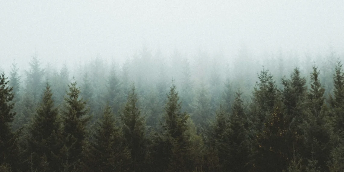 back to nature feels the cold of green forest