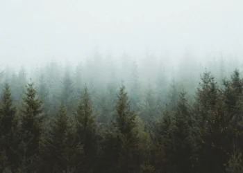 back to nature feels the cold of green forest