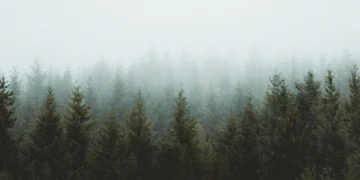 back to nature feels the cold of green forest