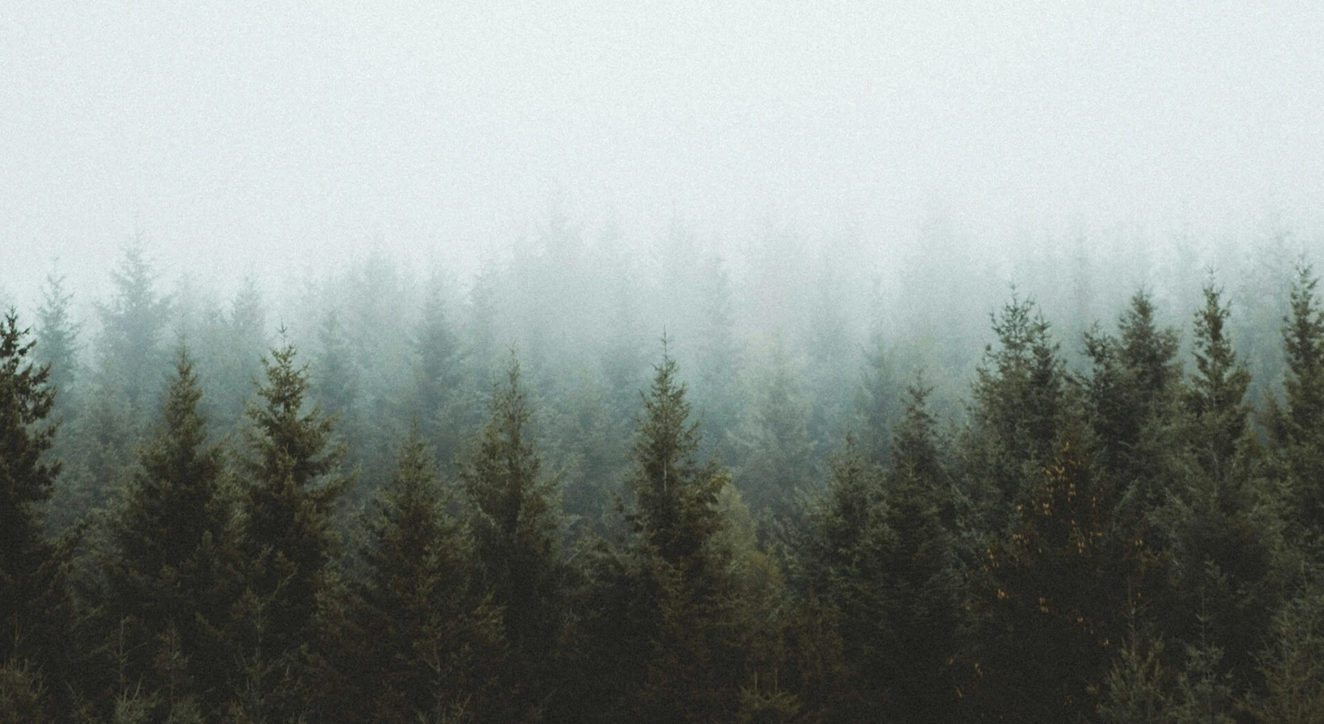 back to nature feels the cold of green forest