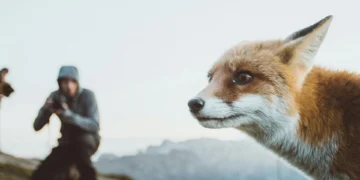 shoot stills in the wildlife