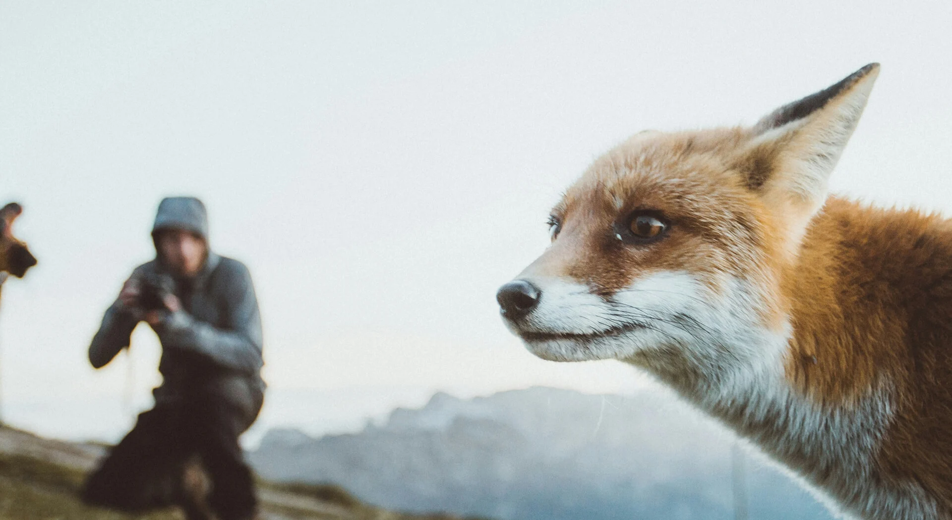 shoot stills in the wildlife